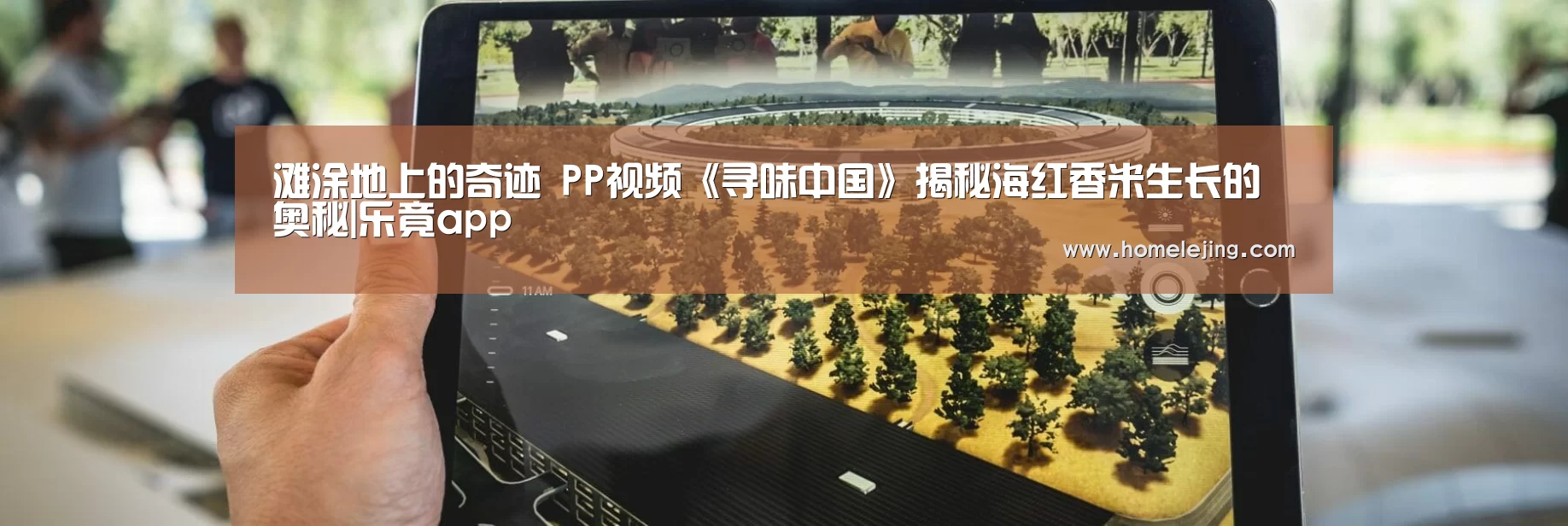滩涂地上的奇迹 PP视频《寻味中国》揭秘海红香米生长的奥秘|乐竟app