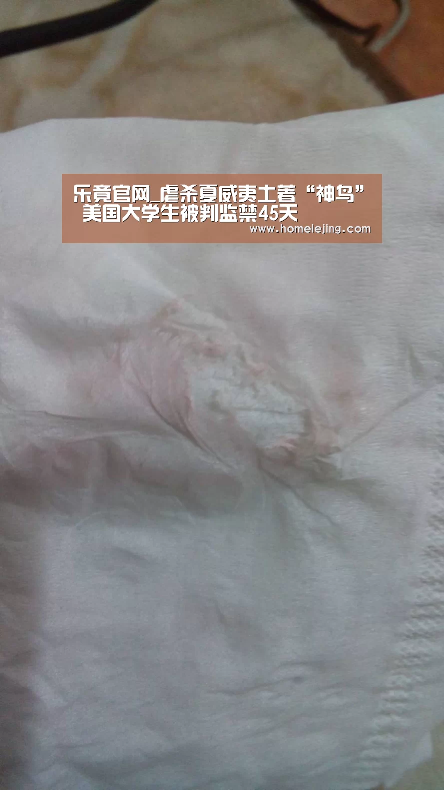乐竟官网_虐杀夏威夷土著“神鸟” 美国大学生被判监禁45天(图3) 乐竟app